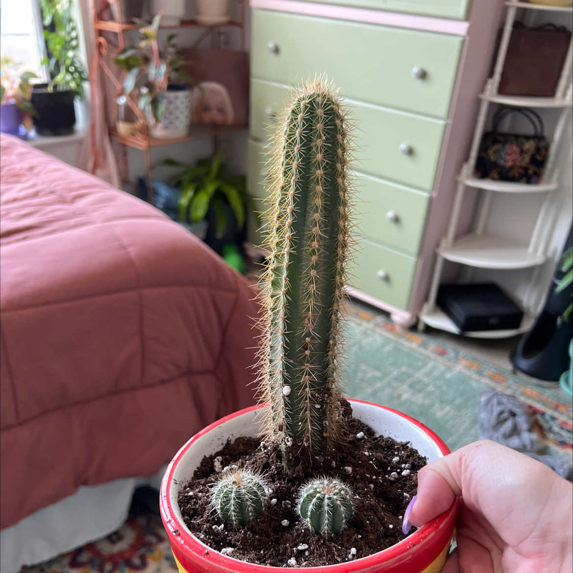 Potted Saguaro cactus with two smaller cacti, held by a hand, indoor background.