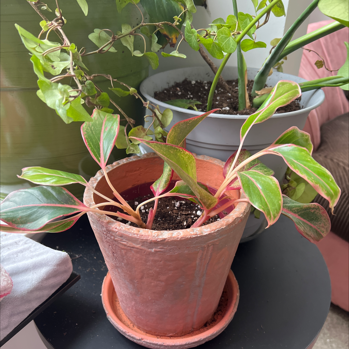 Red Siam Aurora Aglaonema in a terracotta pot with other potted plants in the background.