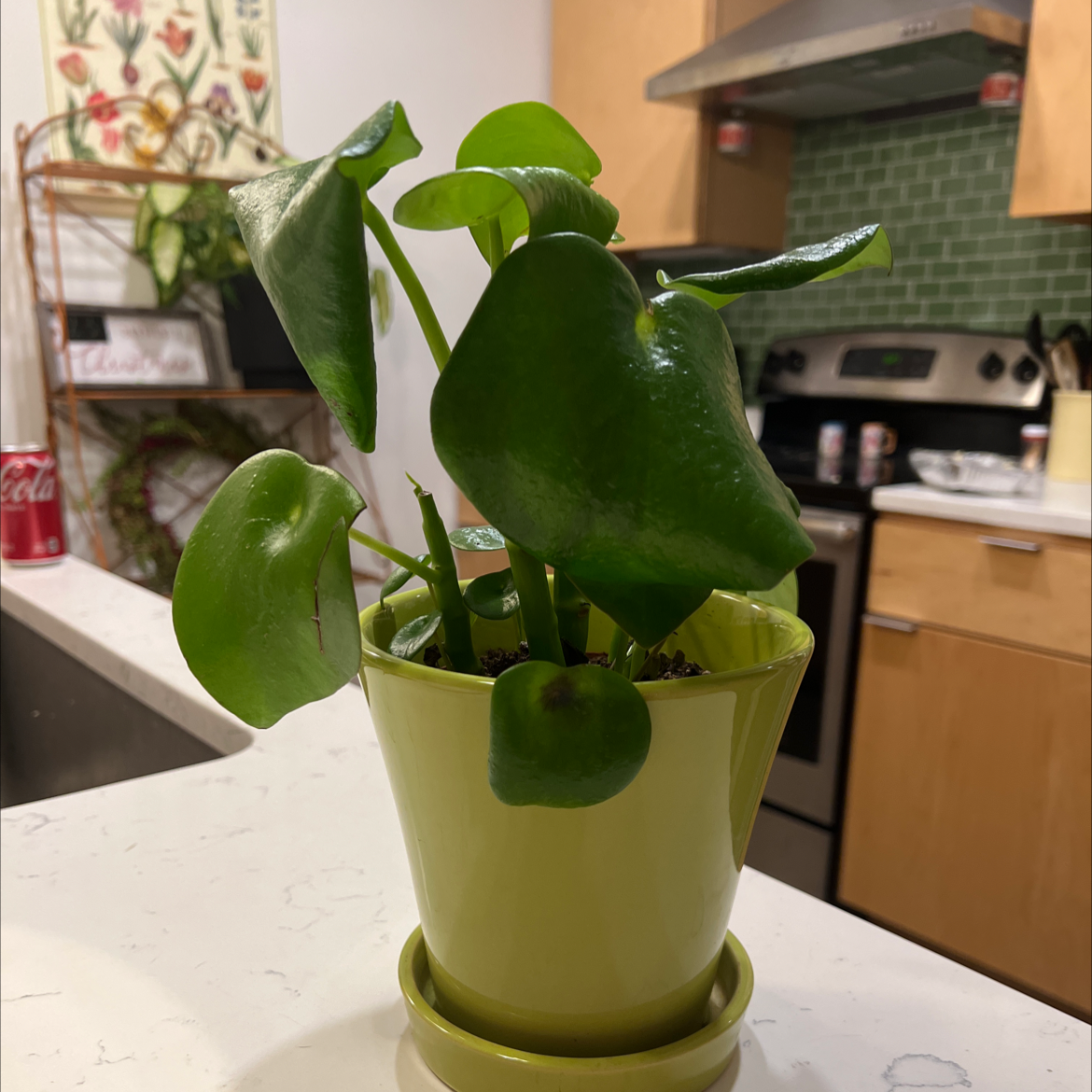 Raindrop Peperomia plant in a green pot on a kitchen counter.