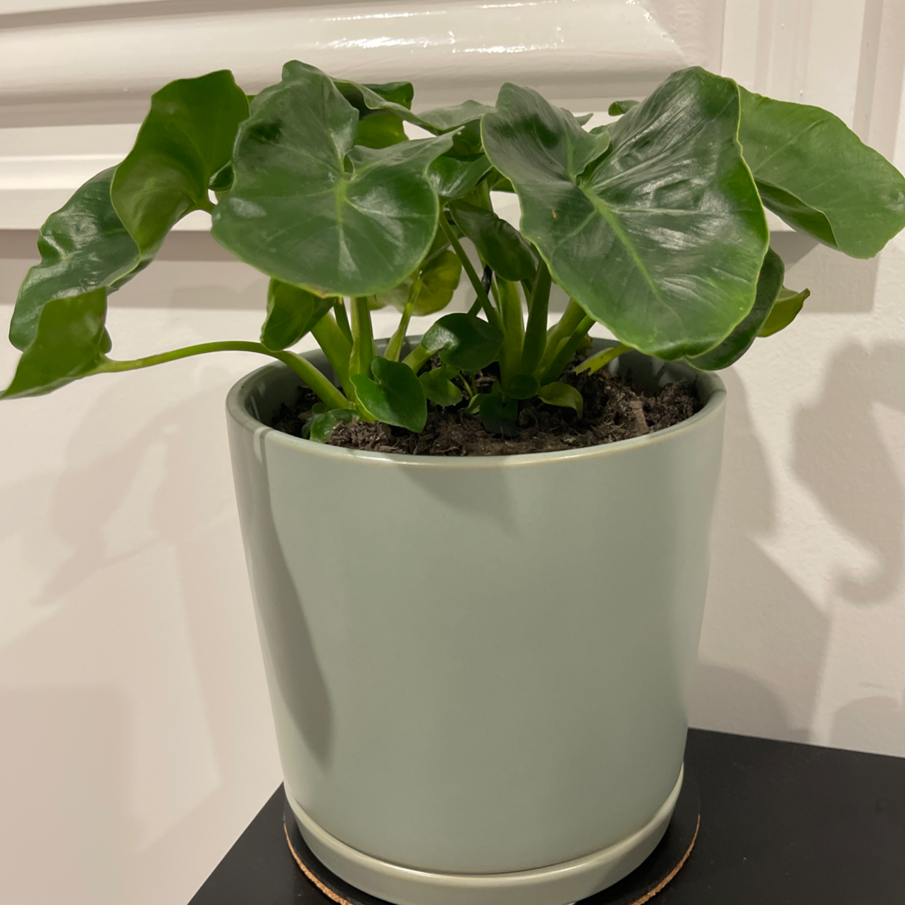Philodendron Scandens plant photo by Georgia named Soul on Greg, the plant care app.