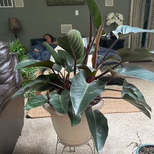 Blushing Philodendron plant photo by Remiphillips named Bermuda on Greg, the plant care app.