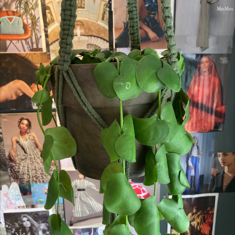Dischidia oinatha plant in a hanging pot with vibrant green leaves.