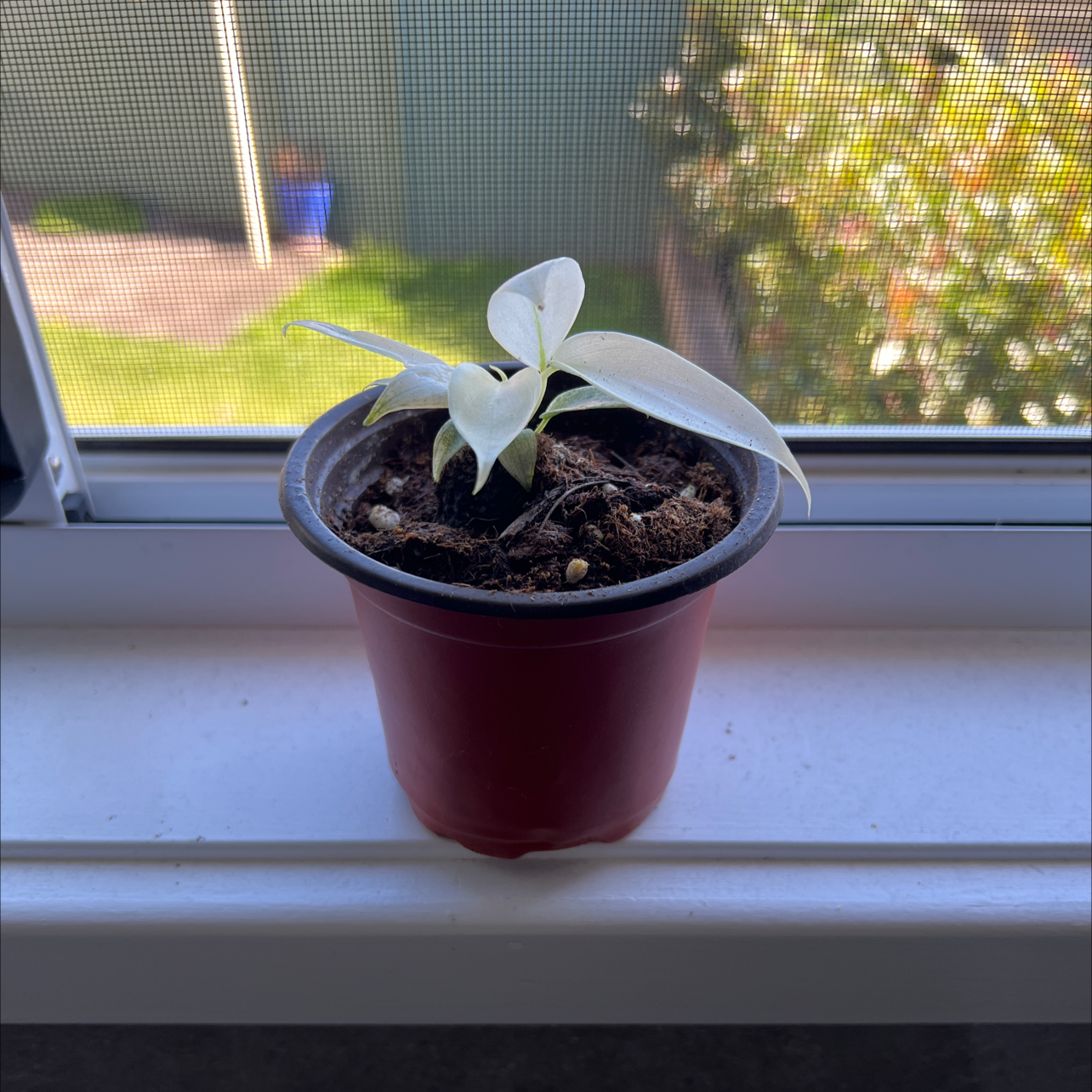 Philodendron 'Florida Ghost' plant in a red pot on a windowsill with visible soil.