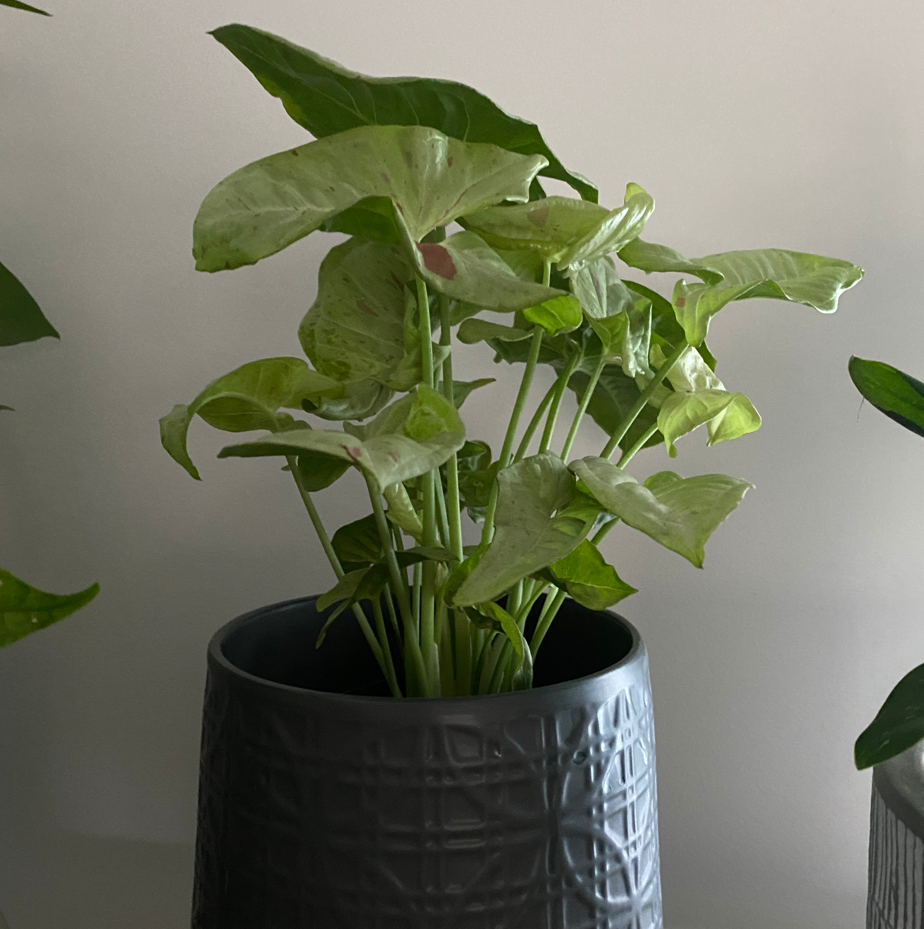 Confetti Syngonium plant in a textured pot with healthy green leaves.