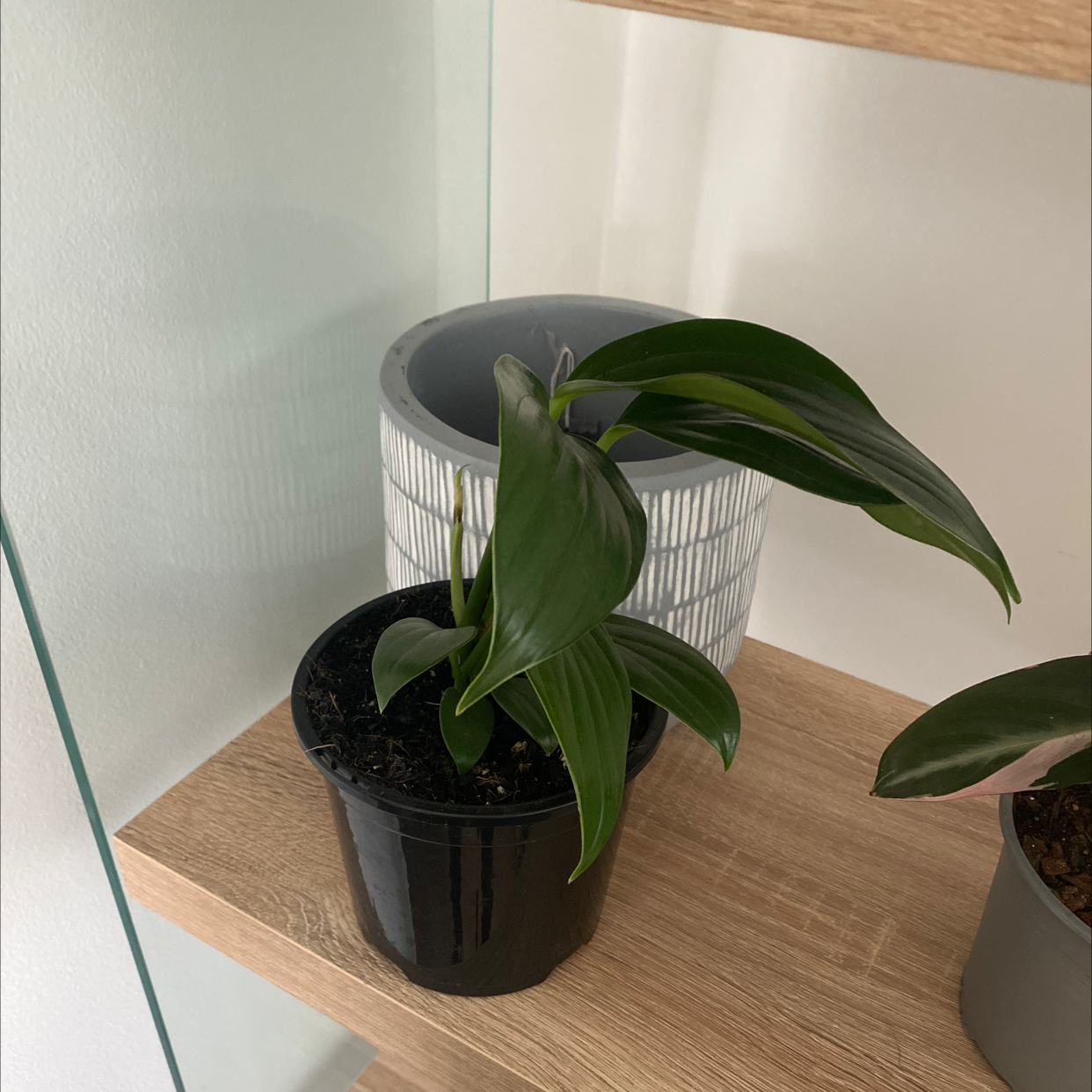 Dragon Tail Plant in a black pot on a wooden shelf, with another pot in the background.