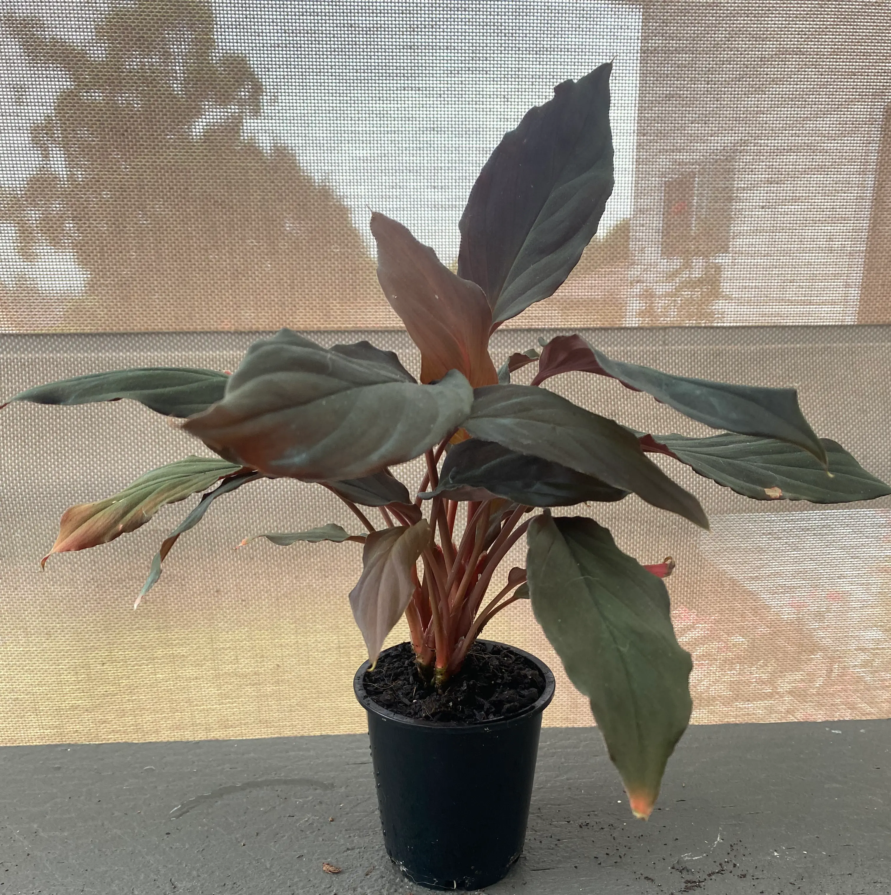 Photo of the plant species Homalomena 'Red Velvet' by @omgJDAX named Jungle boii on Greg, the plant care app