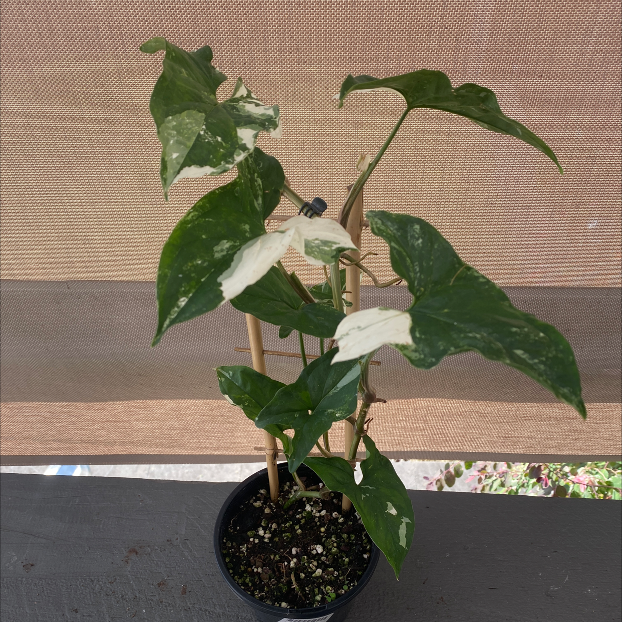 Photo of the plant species Syngonium Fantasy by @omgJDAX named THE Fanstay on Greg, the plant care app