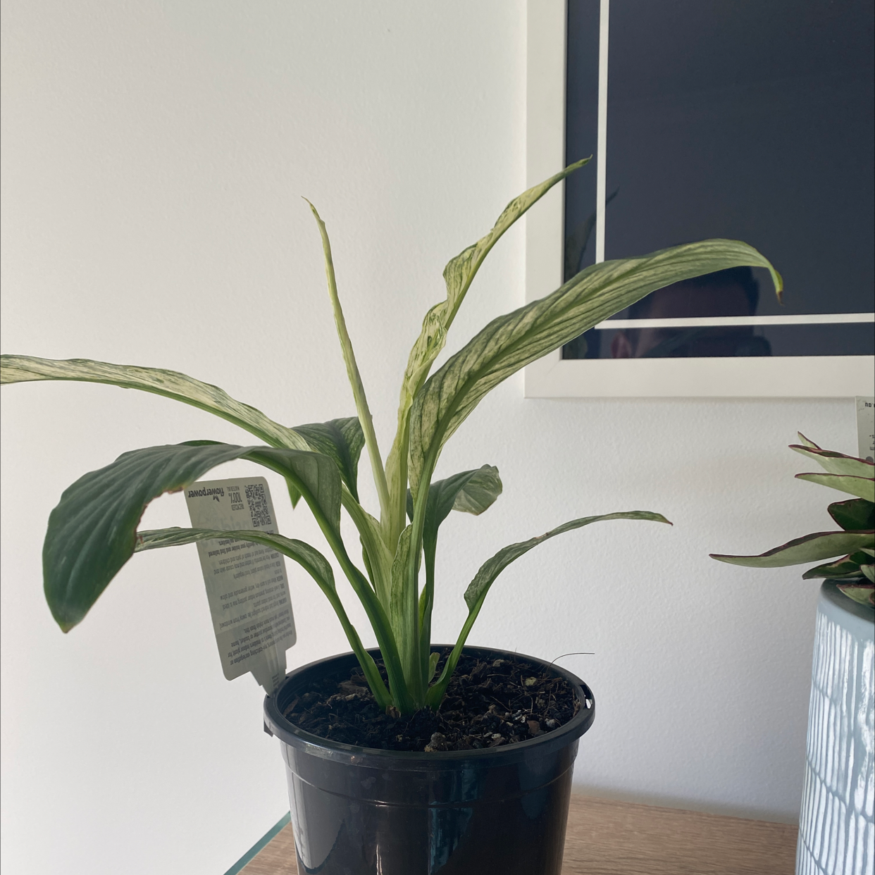 Variegated Peace Lily in a black pot on a wooden surface indoors.
