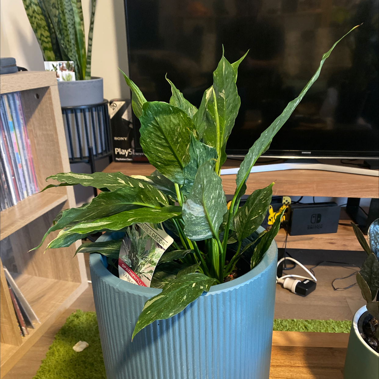 Domino Peace Lily in a blue pot with vibrant green leaves and white variegation.