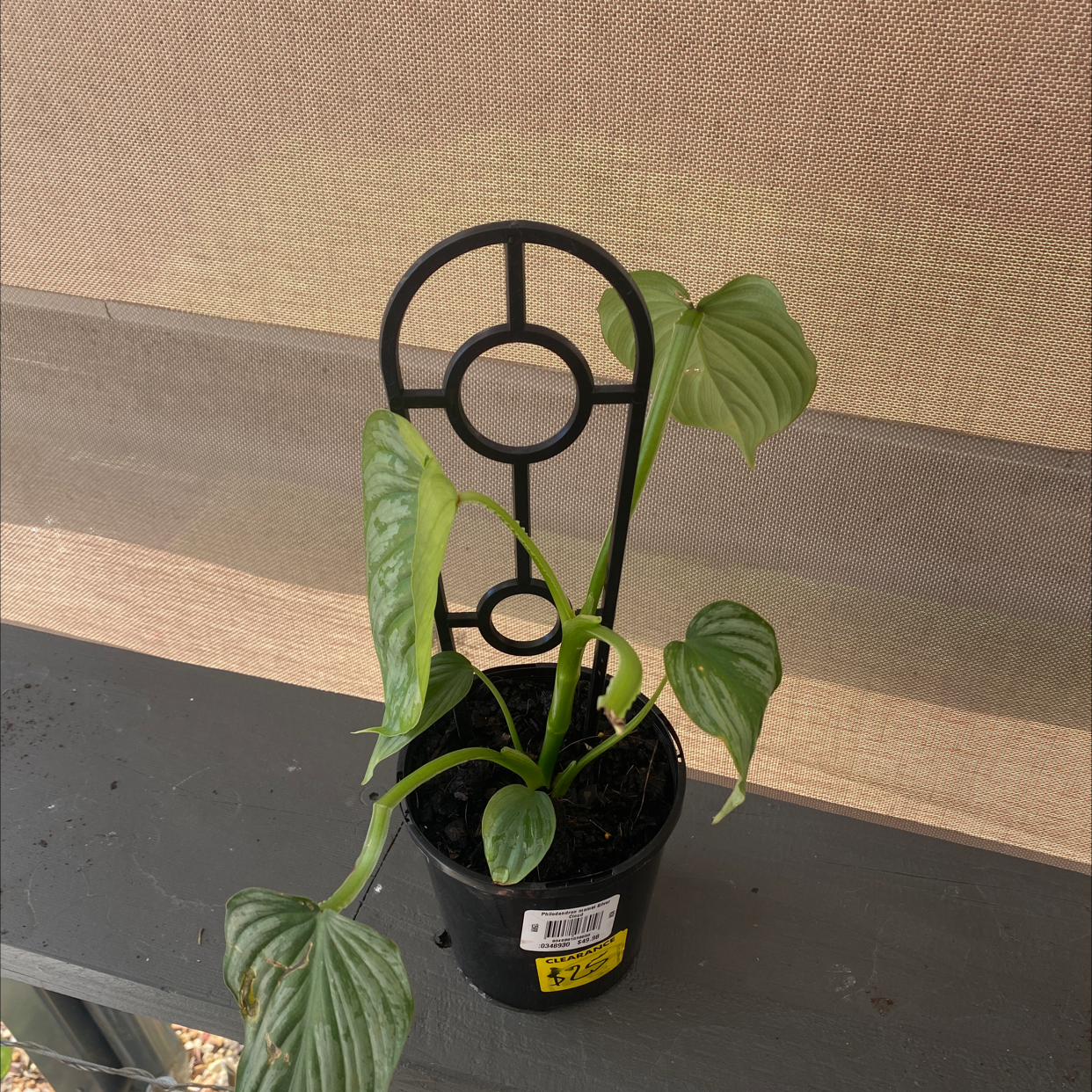 Potted Philodendron 'Silver Cloud' plant with support structure, healthy leaves.