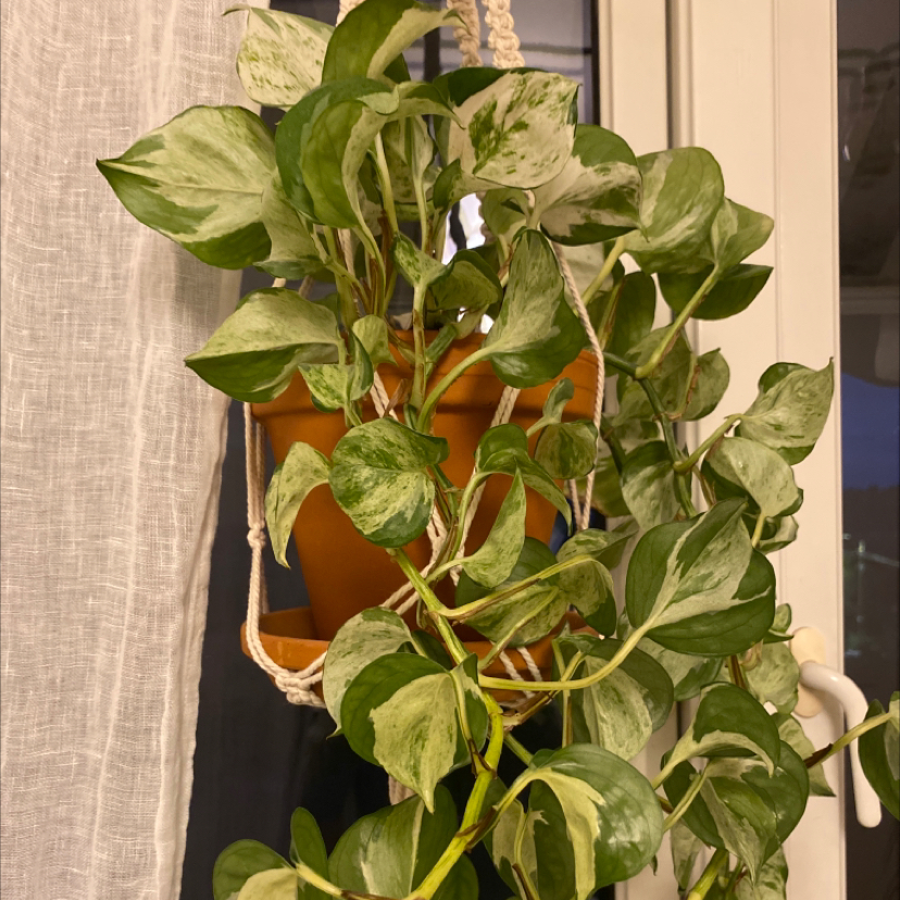 Manjula Pothos plant photo by Emma named Hobi on Greg, the plant care app.