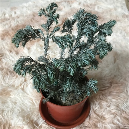 Photo of the plant species American Common Juniper by Joaniejoan named Frostie on Greg, the plant care app