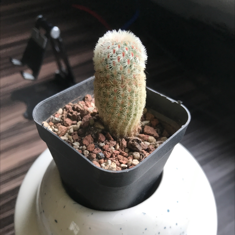 Comb Hedgehog Cactus in a small pot with visible soil, well-framed and in focus.