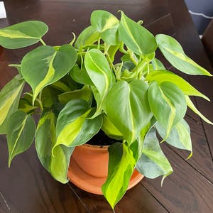 Philodendron Brasil plant photo by @Macy_M12 named Philly on Greg, the plant care app.