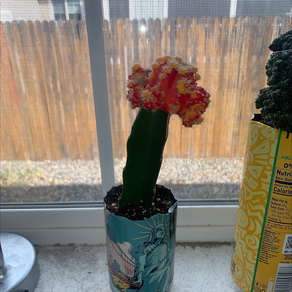 Moon Cactus (Gymnocalycium mihanovichii) in a decorative container on a windowsill.