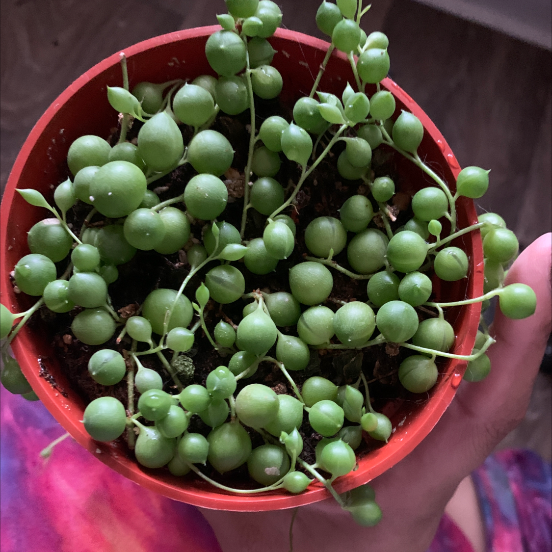 String of Pearls plant in a red pot held by a hand, with vibrant green spherical leaves.