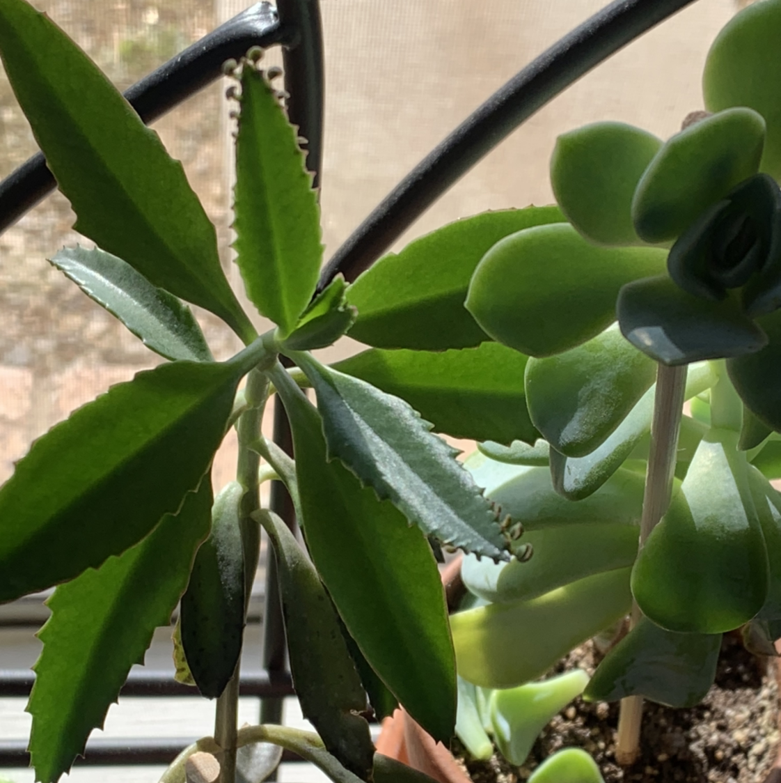 Close-up of healthy green Kalanchoe daigremontiana succulent leaves with baby plantlets along serrated edges.