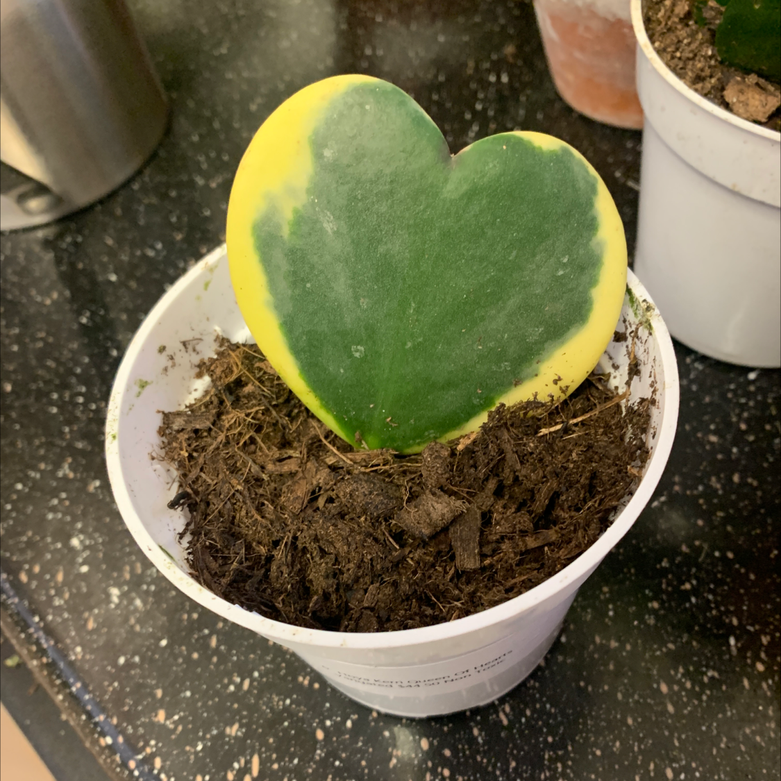 Sweetheart Hoya plant in a white pot with a heart-shaped leaf showing green and yellow coloration.