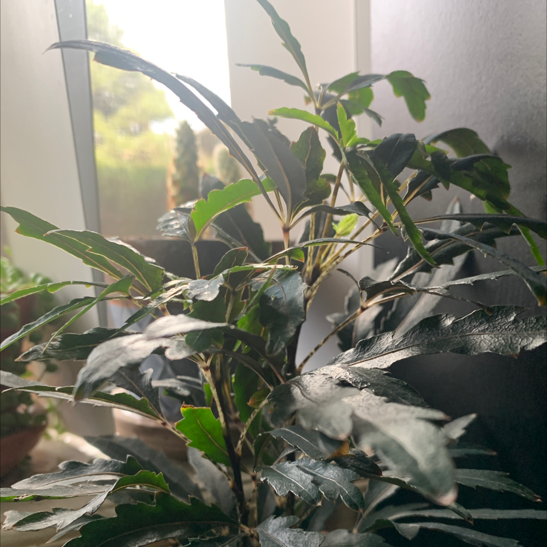 false Aralia plant indoors near a window with healthy green leaves.