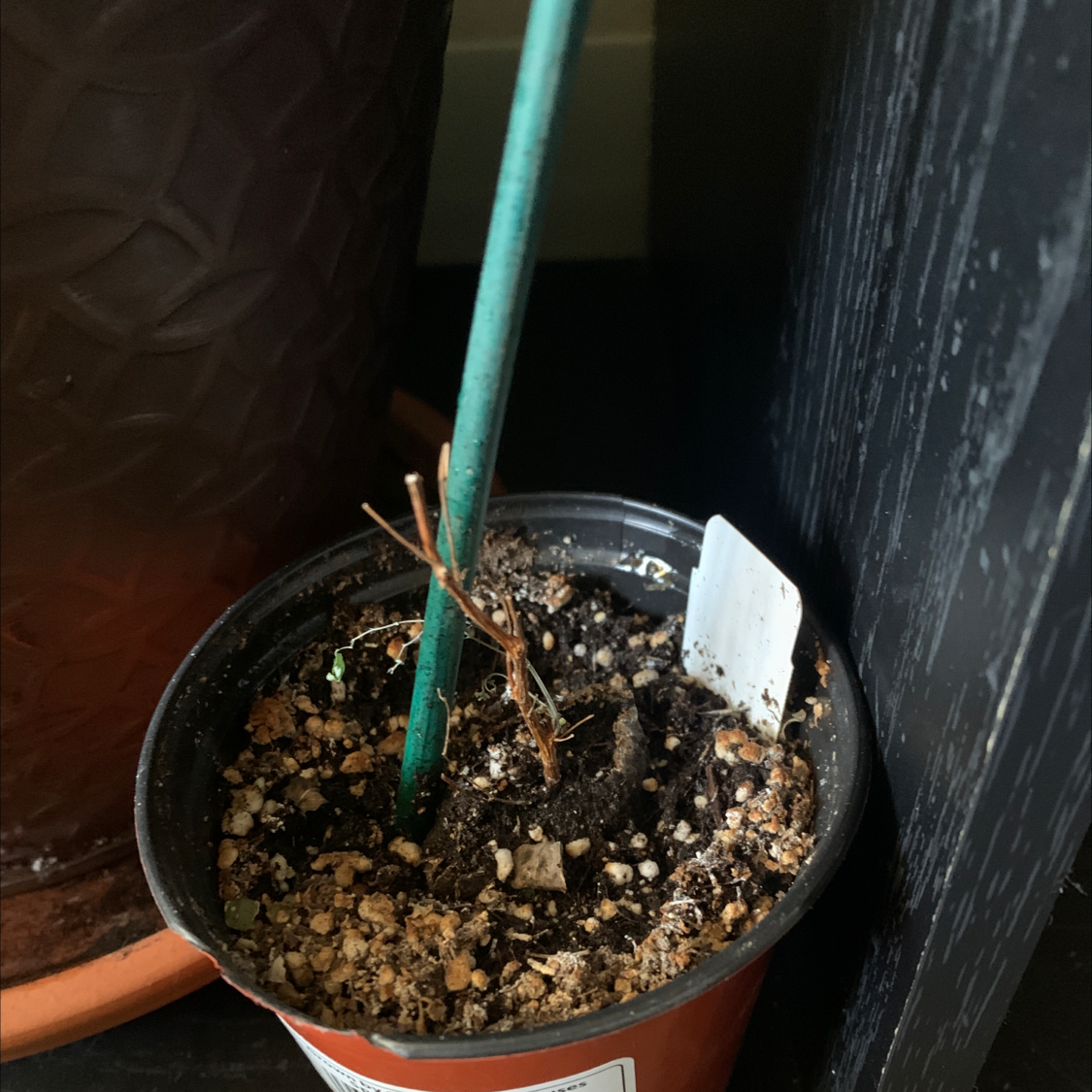 Photo of the plant species Brenia Snowbush by @Whimsicalplantmom named Sad snowbush on Greg, the plant care app