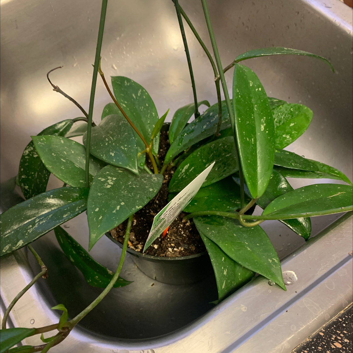 Healthy, thriving wax plant (Hoya carnosa) with lush, shiny dark green leaves in a pot, well-framed and in focus.