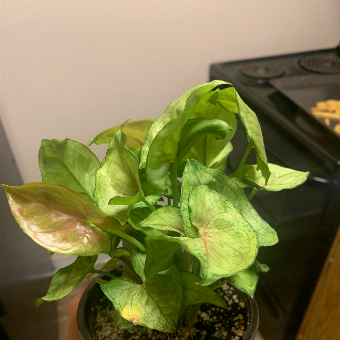 Healthy Arrowhead Plant with vibrant green foliage in a pot, no signs of discoloration or damage.