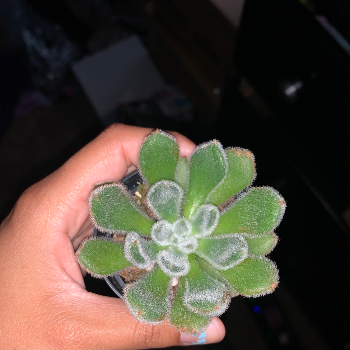 A healthy Mexican Firecracker succulent with fuzzy green leaves held by a hand.