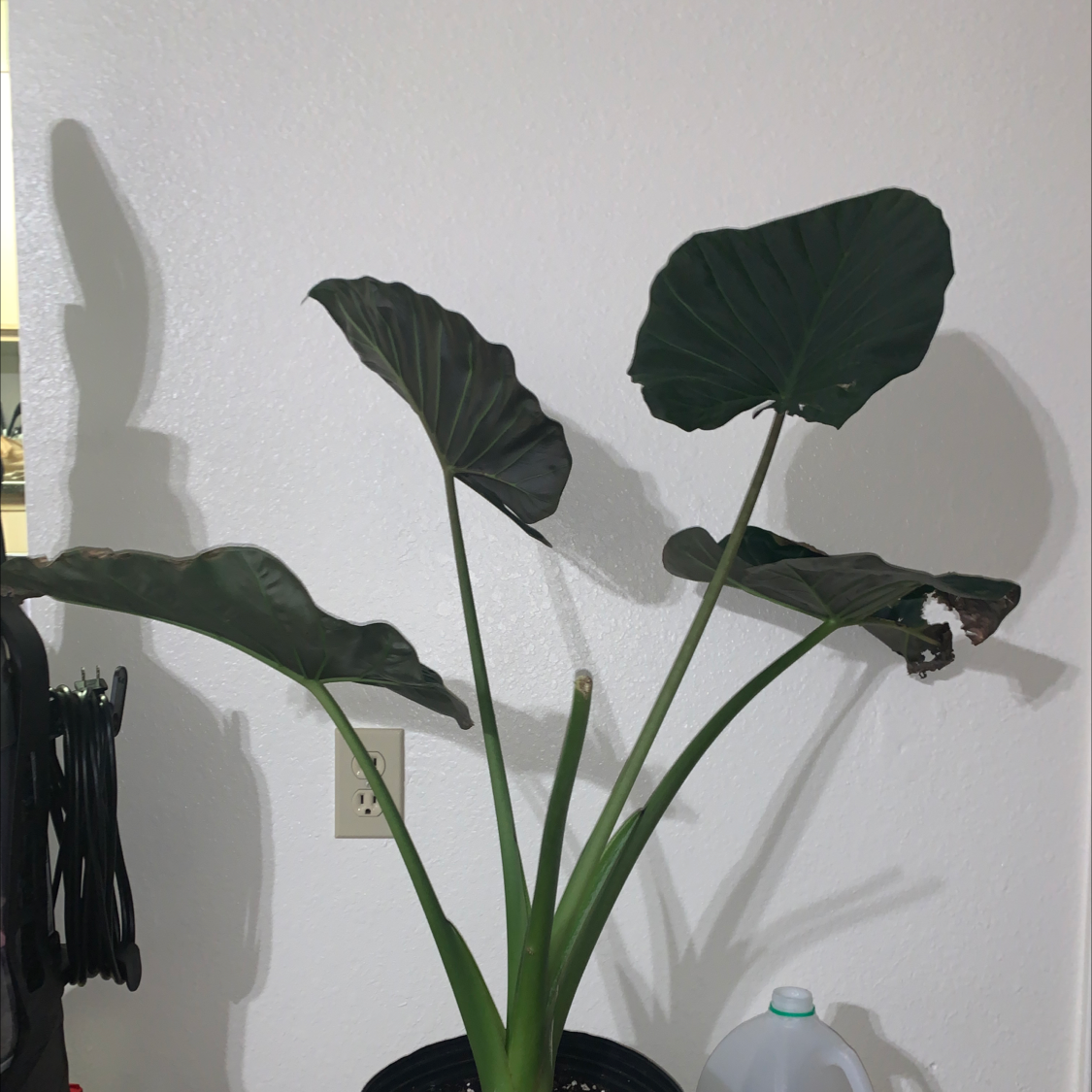 Alocasia 'Regal Shields' plant with large, dark green leaves and some browning edges.