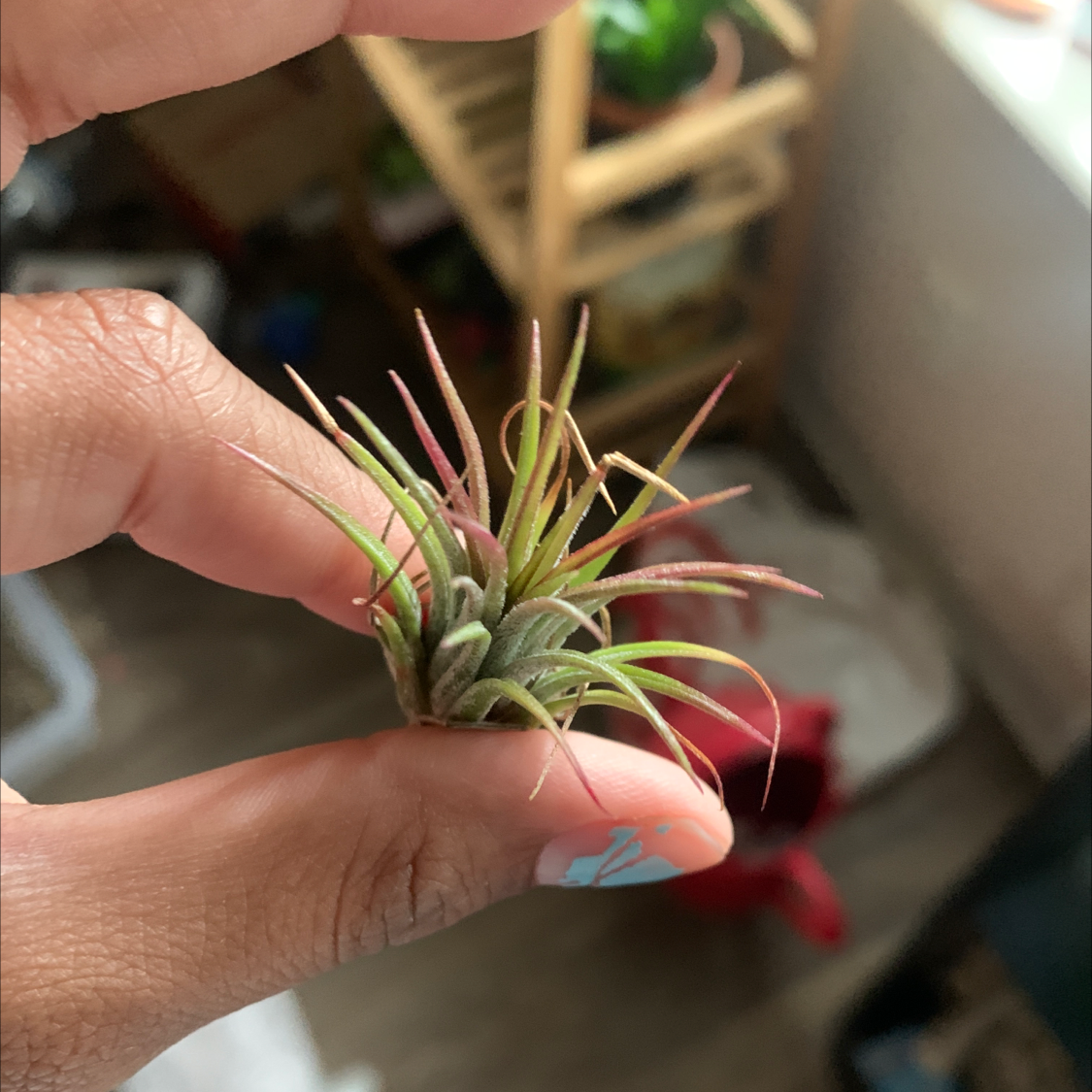 Close-up of a healthy Blushing Bride Air Plant being held, showing thin pink-tipped leaves radiating from the center.