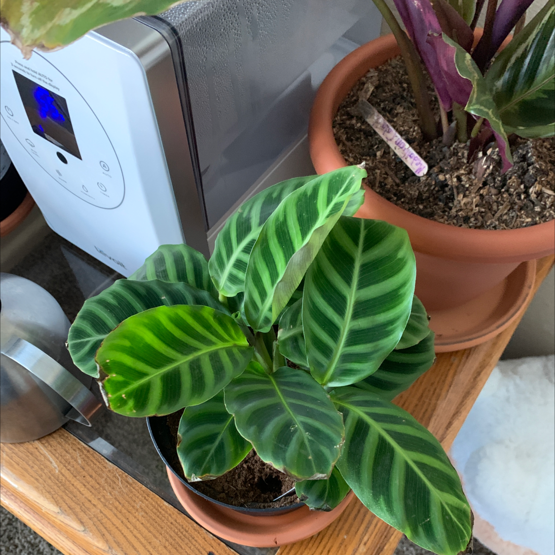 Zebra Calathea plant with vibrant striped leaves in a pot, soil visible.