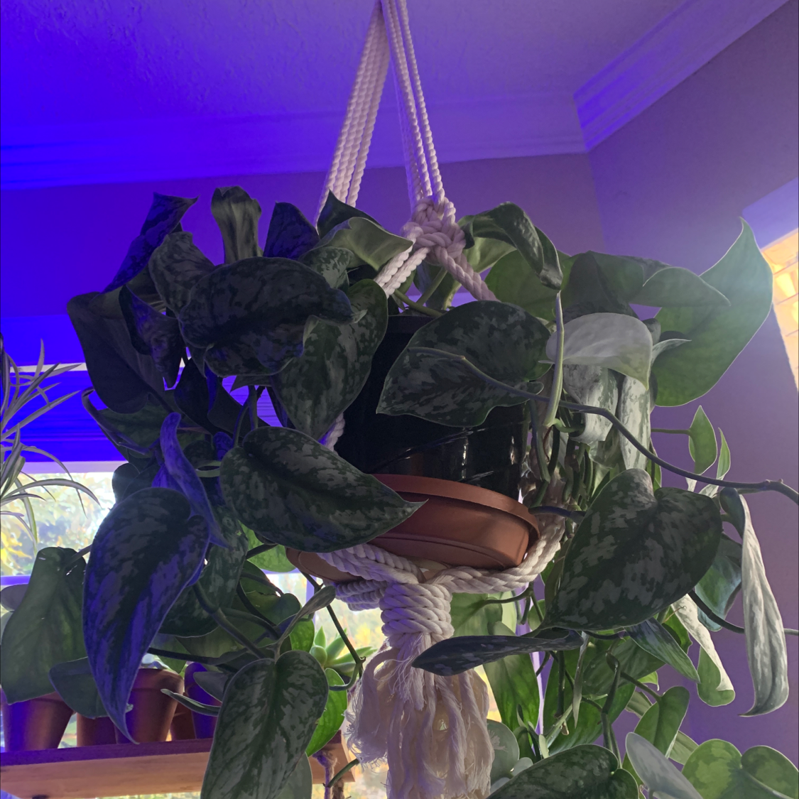 Healthy Satin Pothos plant with lush, shiny foliage featuring silver variegation, in a hanging basket against a purple background.