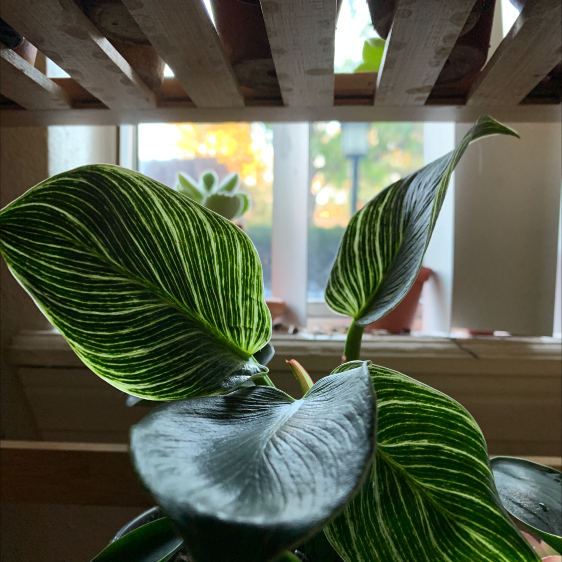 Philodendron Birkin plant with white-striped leaves near a window with natural light.