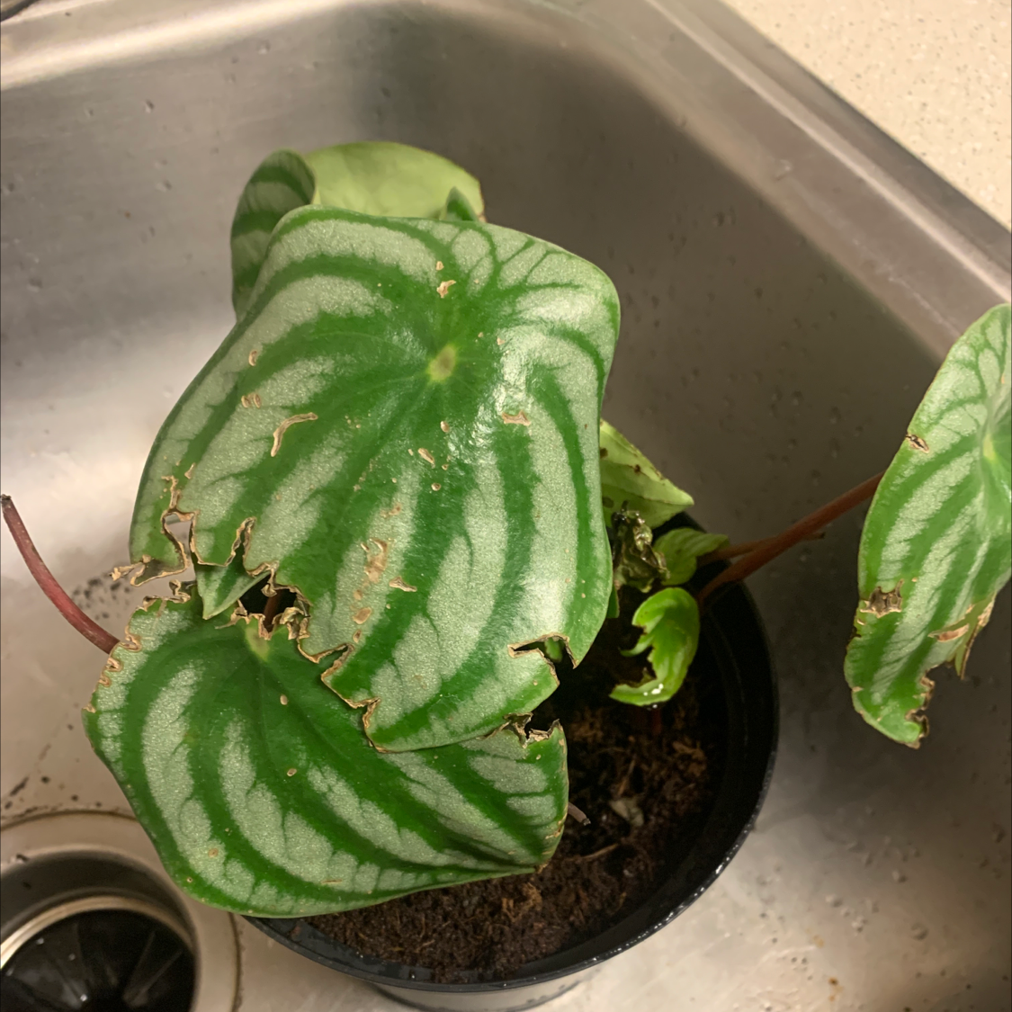 Watermelon Peperomia plant with some browning on leaf edges, placed in a sink.