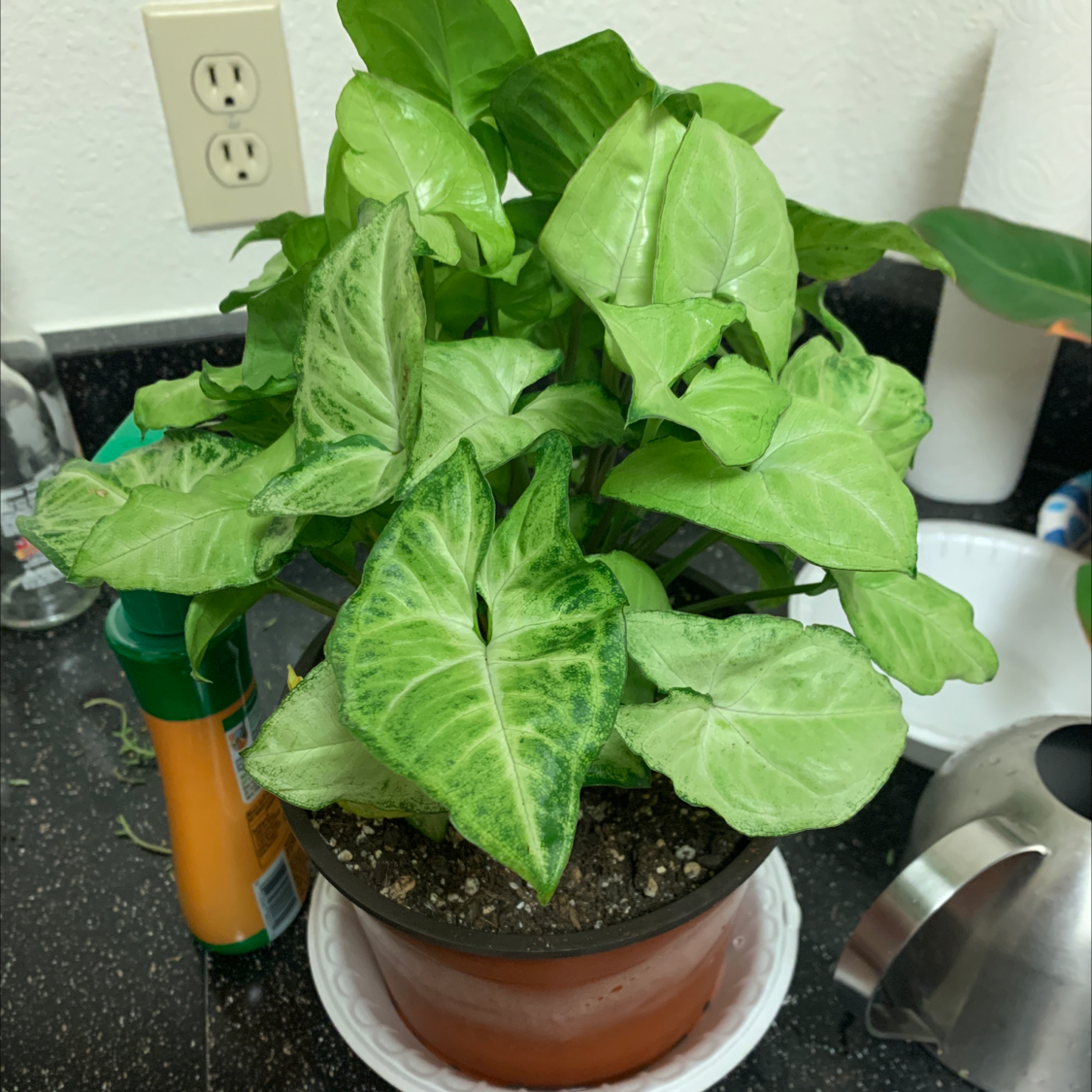Healthy Arrowhead Plant with vibrant green and white variegated leaves growing in a terracotta pot.