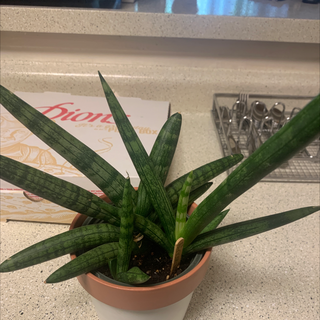 Cylindrical Snake Plant in a pot with visible soil, healthy green leaves, and no signs of disease.
