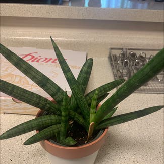 Cylindrical Snake Plant plant in Albuquerque, New Mexico