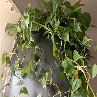 Heartleaf Philodendron plant in Albuquerque, New Mexico
