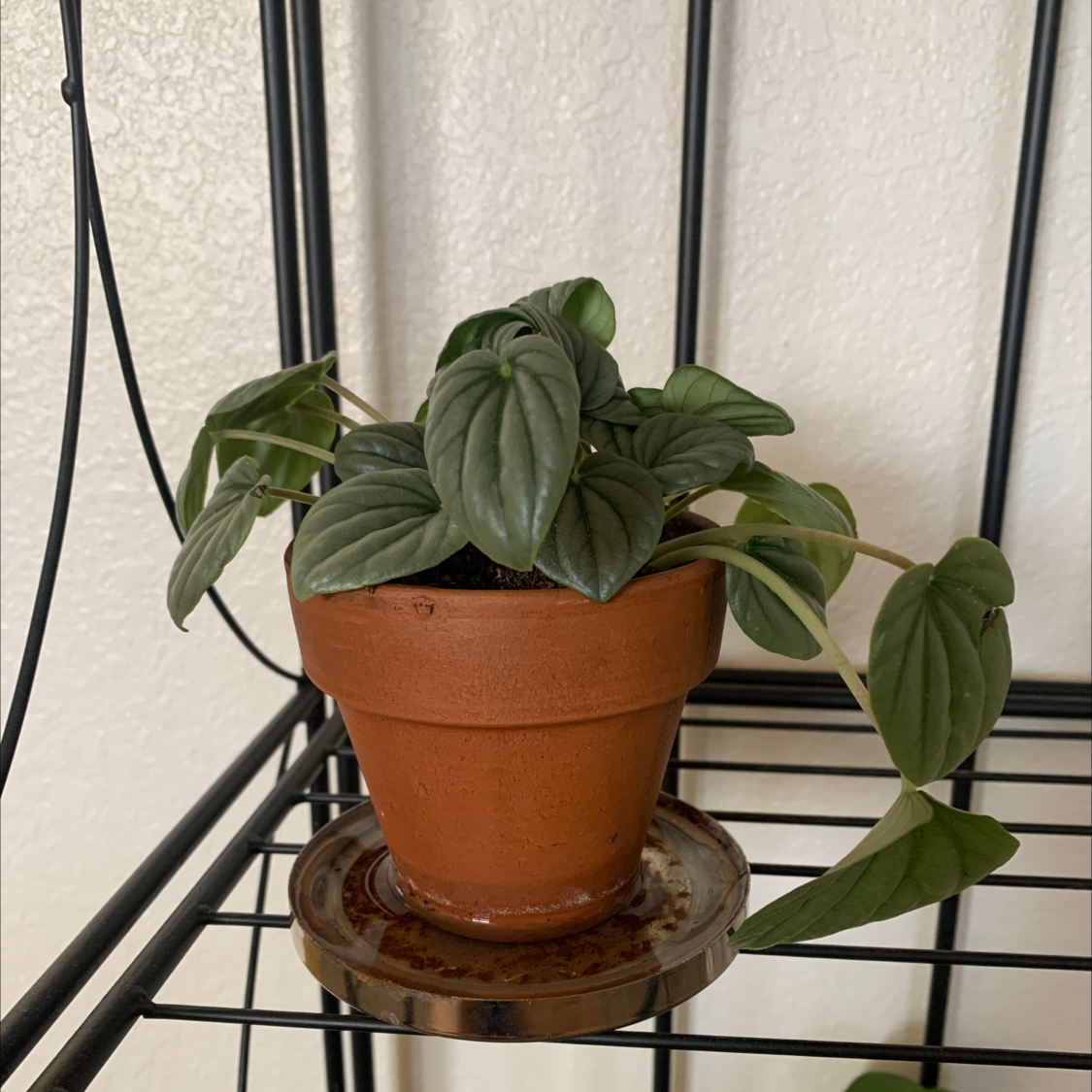 Silver Frost Peperomia plant in a terracotta pot on a metal shelf.