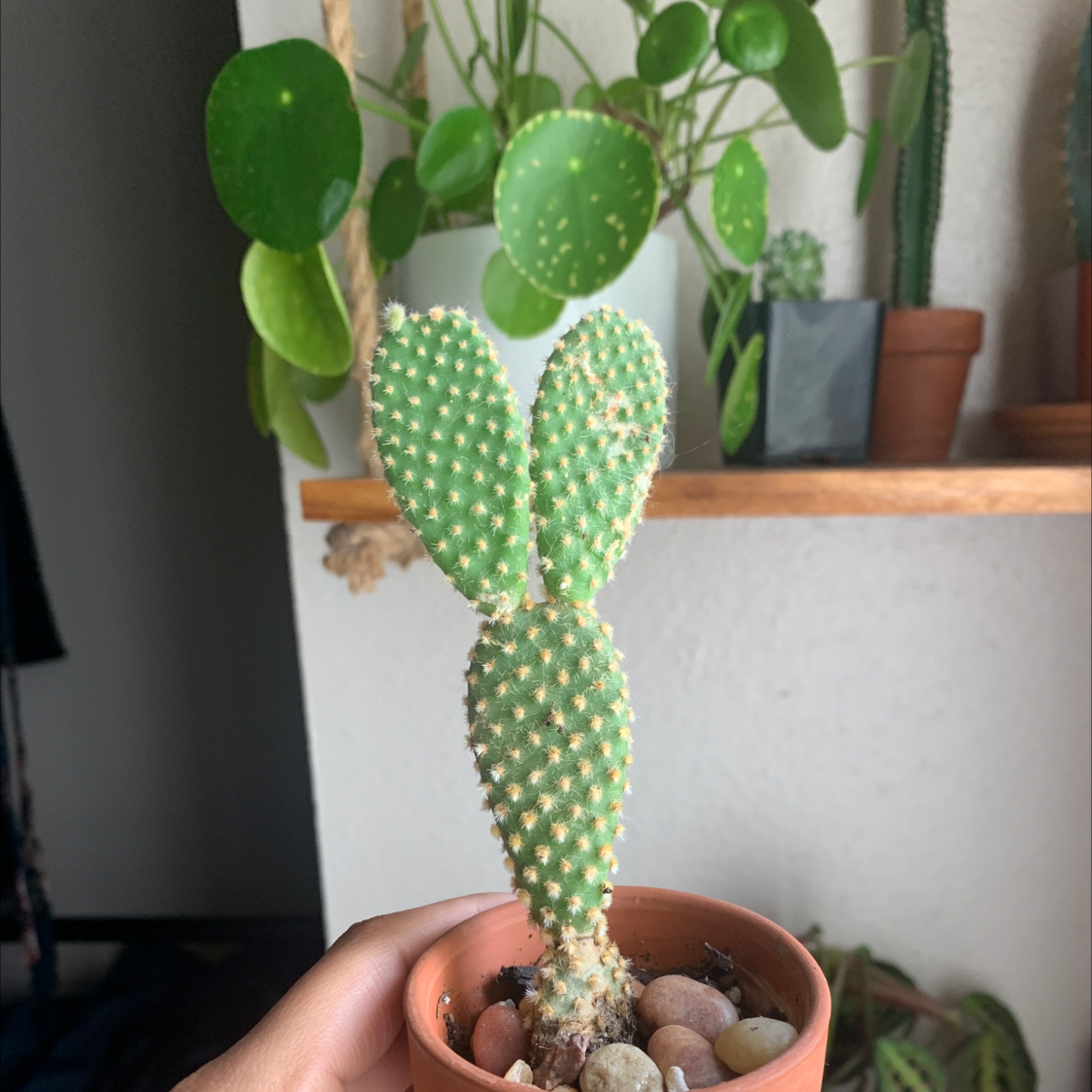 Bunny Ears Cactus in a small pot, held by a hand, with other plants in the background.