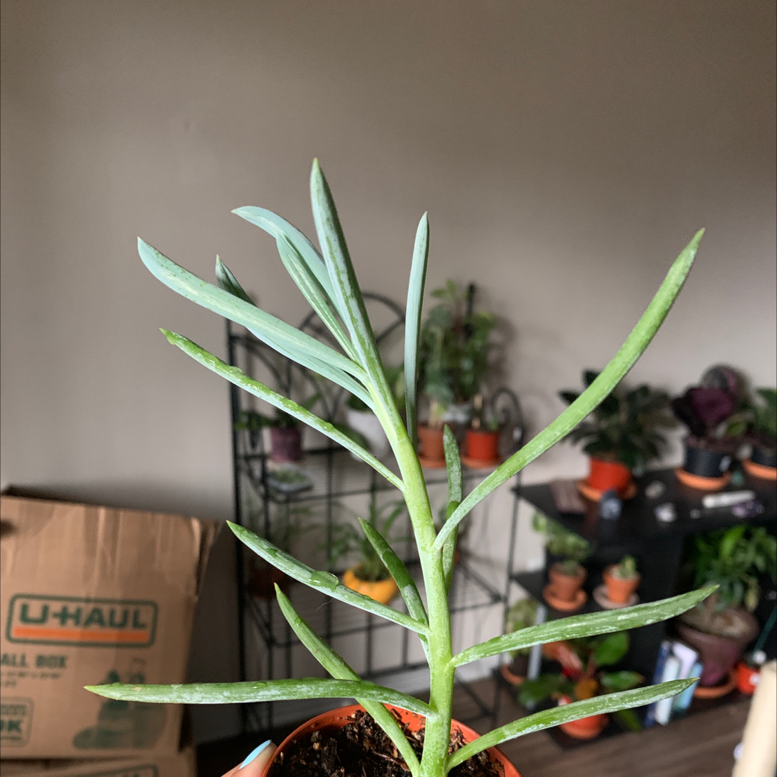 Narrow-Leaf Chalk Sticks plant in a small pot with other plants and a cardboard box in the background.
