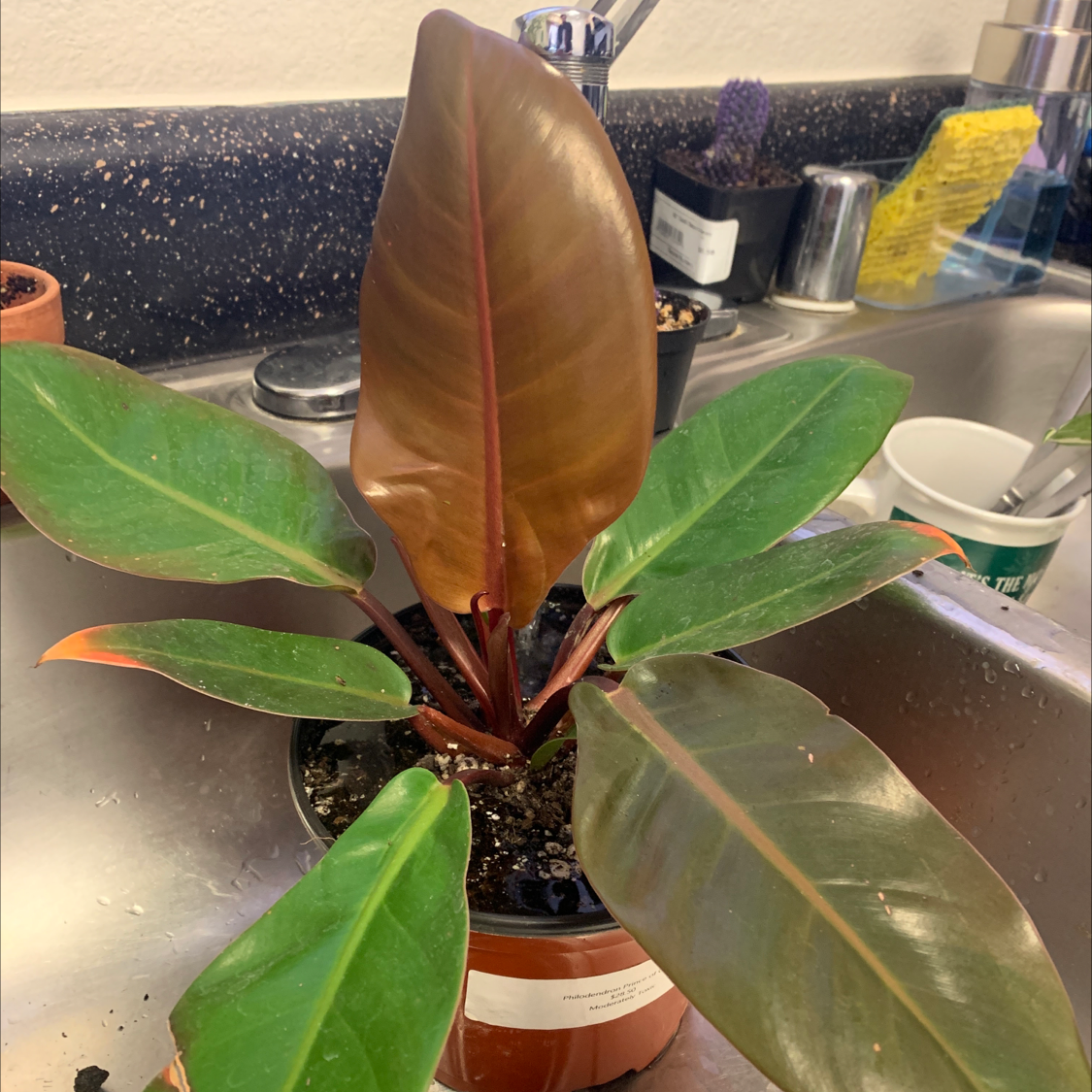 Healthy Blushing Philodendron plant with glossy green and red leaves in a terracotta pot, image is well-framed and focused.