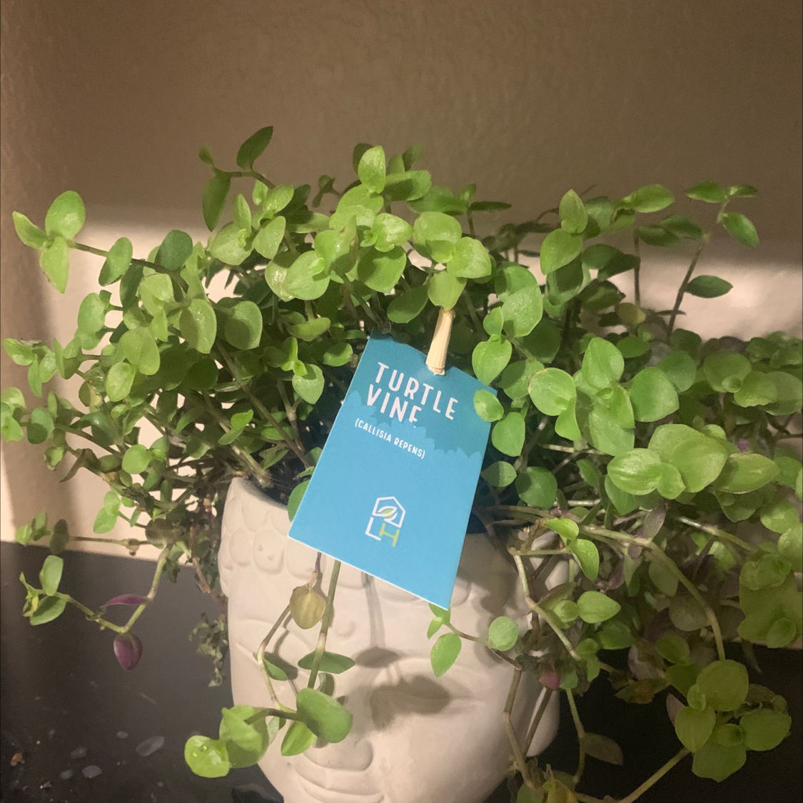 Close up view of a healthy creeping inch plant with bright green leaves being held up by a hand with an identification tag.