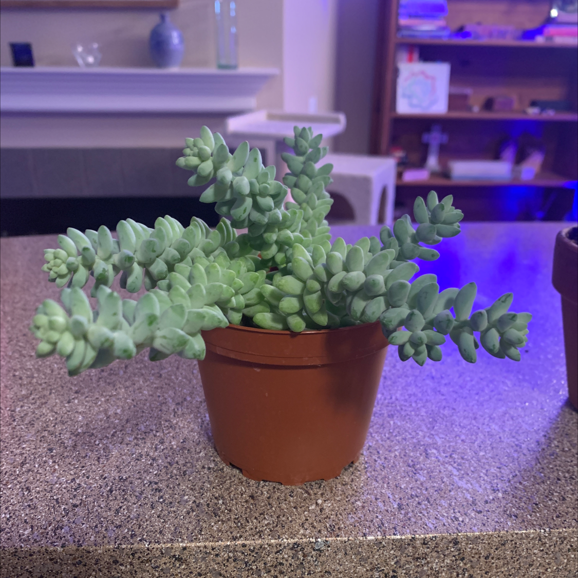 Healthy Burro's Tail succulent with long trailing stems full of plump green leaves, planted in a small terracotta pot.