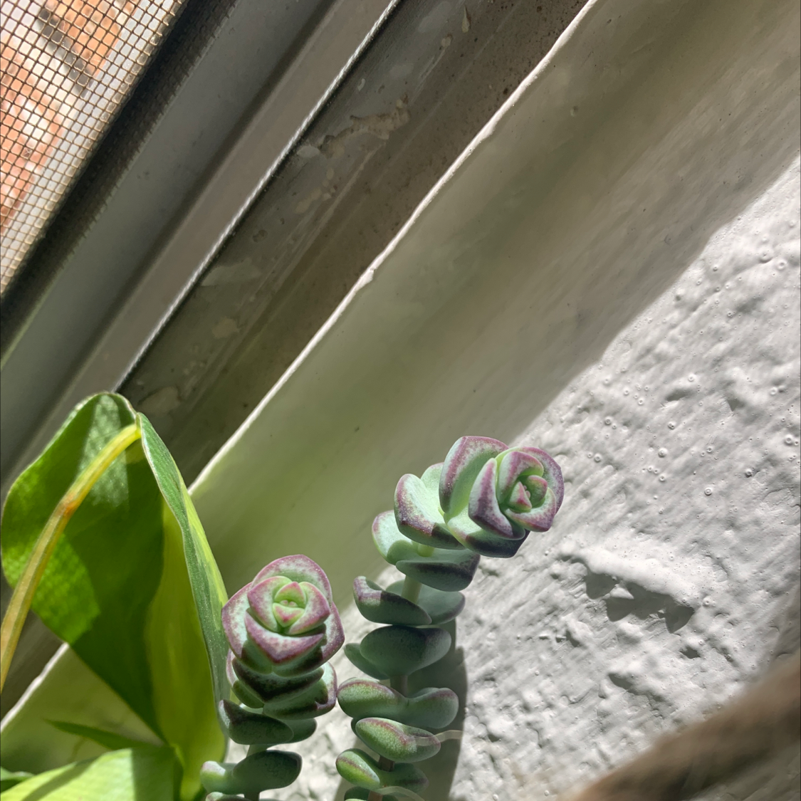 Close-up of healthy Crassula perforata succulent with stacked fleshy button-shaped leaves in shades of bluish-green and pink.