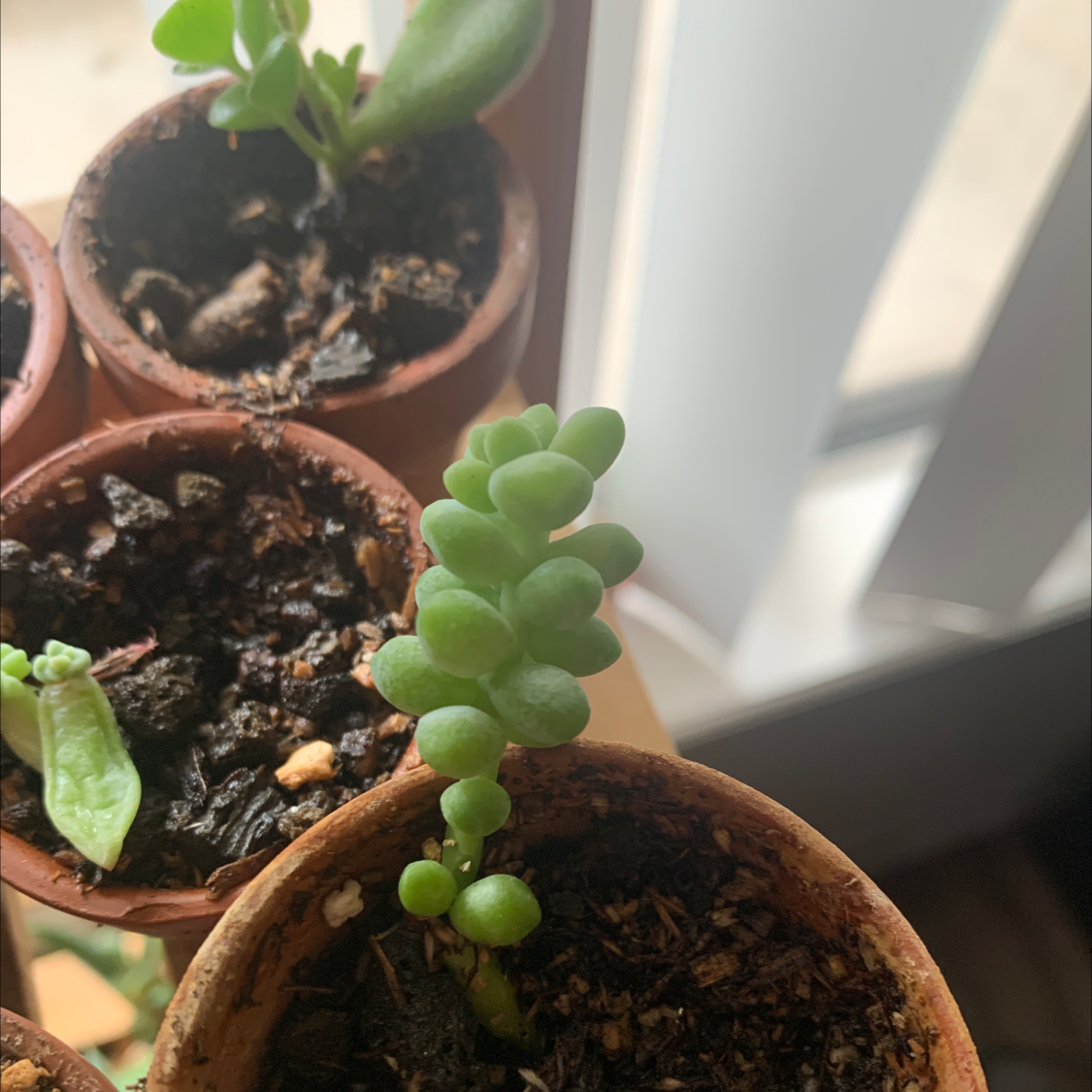 Healthy Burro's Tail succulent with long trailing stems and plump green leaves, thriving in a small terra cotta pot on a bright window sill.