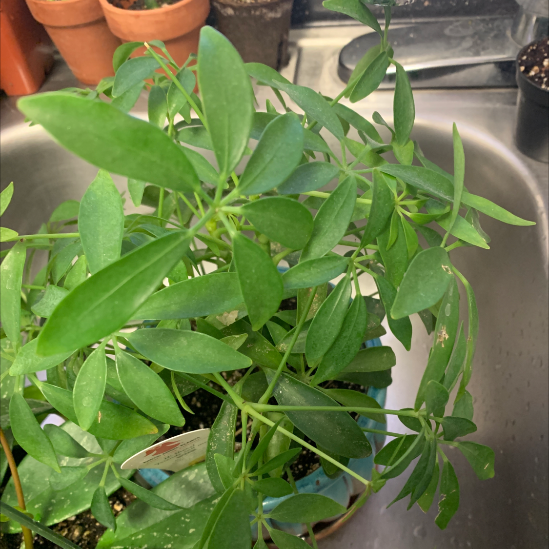 Healthy dwarf umbrella tree houseplant with lush green foliage, hands gently touching leaves, in kitchen setting
