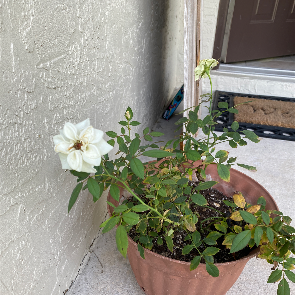 Planta de rosa canina en maceta con flores y algunas hojas amarillentas y marrones.
