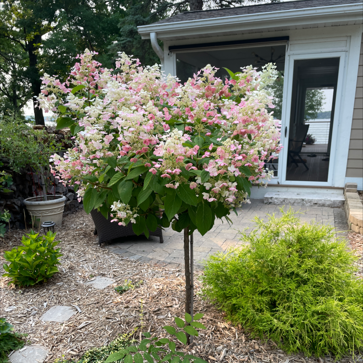 Panicle Hydrangea with pink and white flowers in a garden setting.