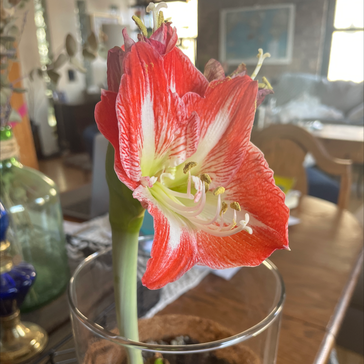 Flowering Striped-Tubed Amaryllis with red and white petals in an indoor setting.