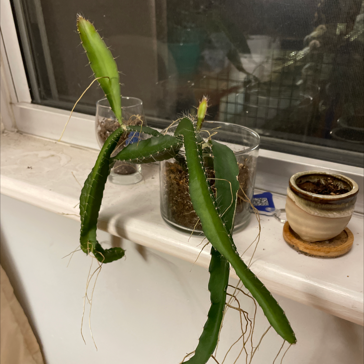 Red Orchid Cactus with long green stems and aerial roots in a glass container.